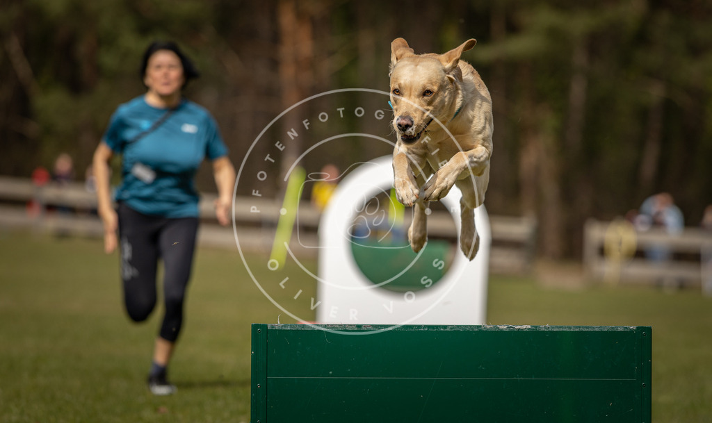 Pfotenfotografie_DV3A8404 | Hundefotografie, Tierfotograf, Pfotenfotografie, Fotoshooting Hund, Hunde Portrait, Hundesport, Hundeportraits, Heideshooting, Hunde, Sportfotograf, Hundefotograf, Turnierhundsport, THS,  - Realisiert mit Pictrs.com