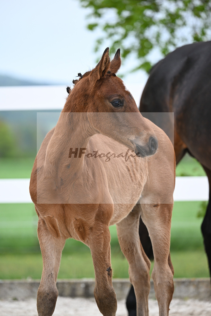 Kat-Nr. 25 HF La Paix x Jovian_Schepper_23261012 | hf-fotografie - Realisiert mit Pictrs.com