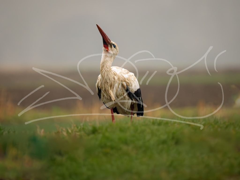 Storch | Naturschönheiten aus Deutschland. Pflanzen und Tiere, Insekten und Naturschauspiele. Alle schönen Details, die uns umgeben, fotografiert von Michi Moc.  - Realisiert mit Pictrs.com