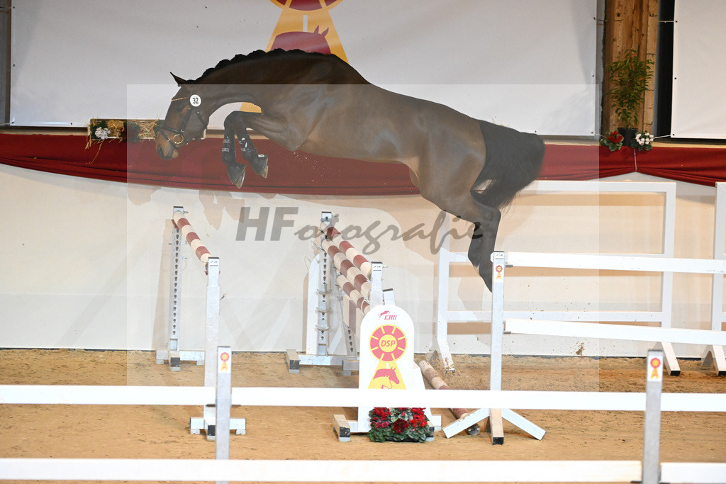 Kat-Nr. 32 Tangelo v d Zuuthoeve_Schlamminger GmbH_1231070 | hf-fotografie - Realizzato con Pictrs.com
