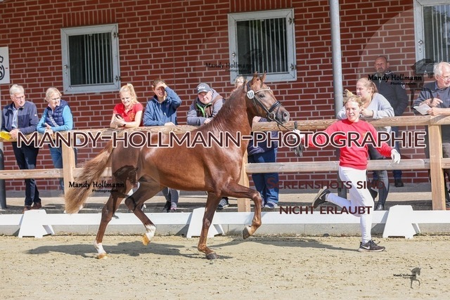 32-29 | mandyhollmannphotographie
