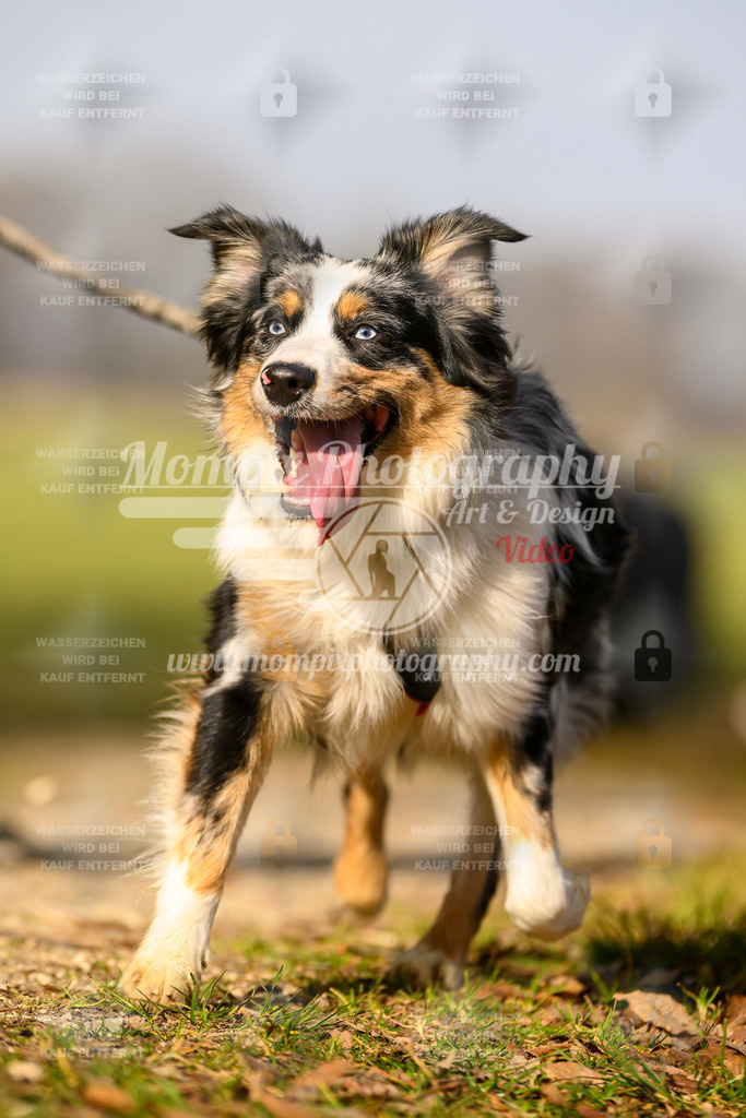 MompixPhotography_6ReiatRennen2026_SA_HappyDog-164 | PayLife