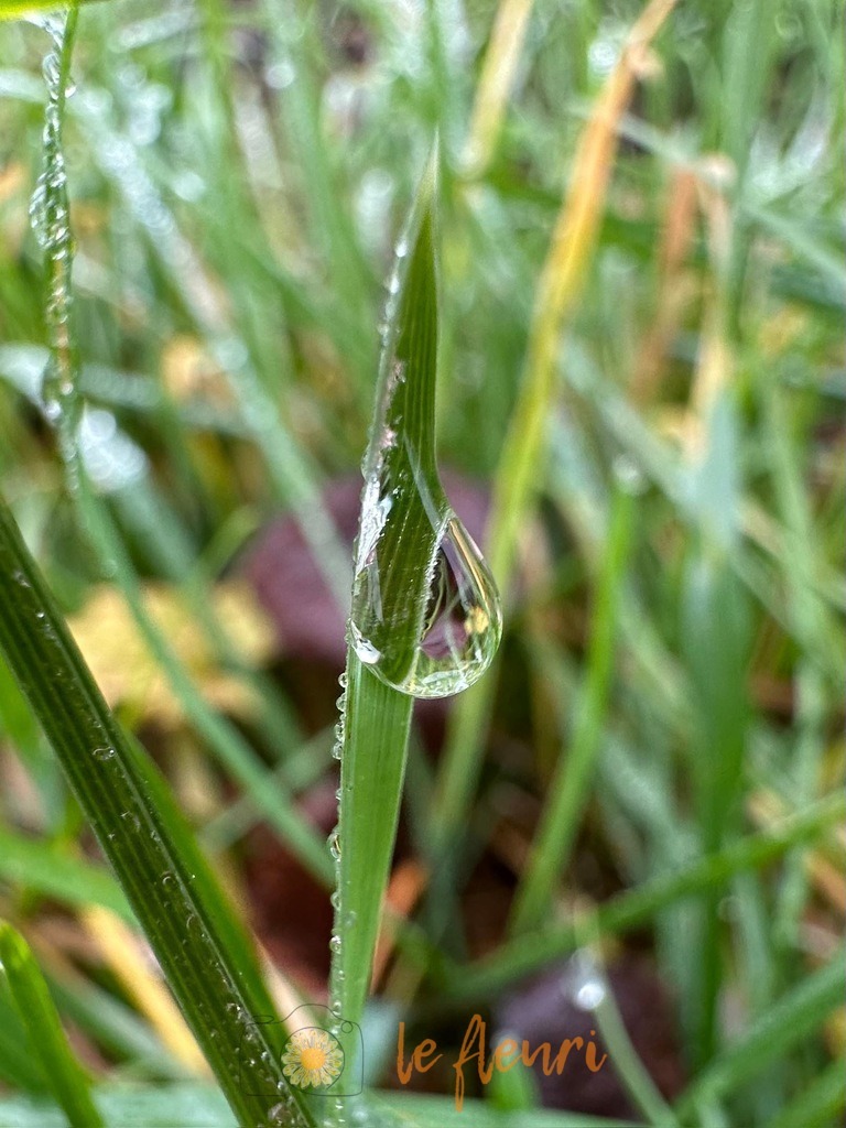 Wassertropfen | Dies ist der Shop von Florian Blum - le fleuri. Langenthal, Bern, SchweizSie können hier meine oder ihre eigenen Fotos als Fotoprodukte kaufen. Tassen, Schlüsselanhänger, Taschen etc. können Sie hier gestalten.  - Realisiert mit Pictrs.com