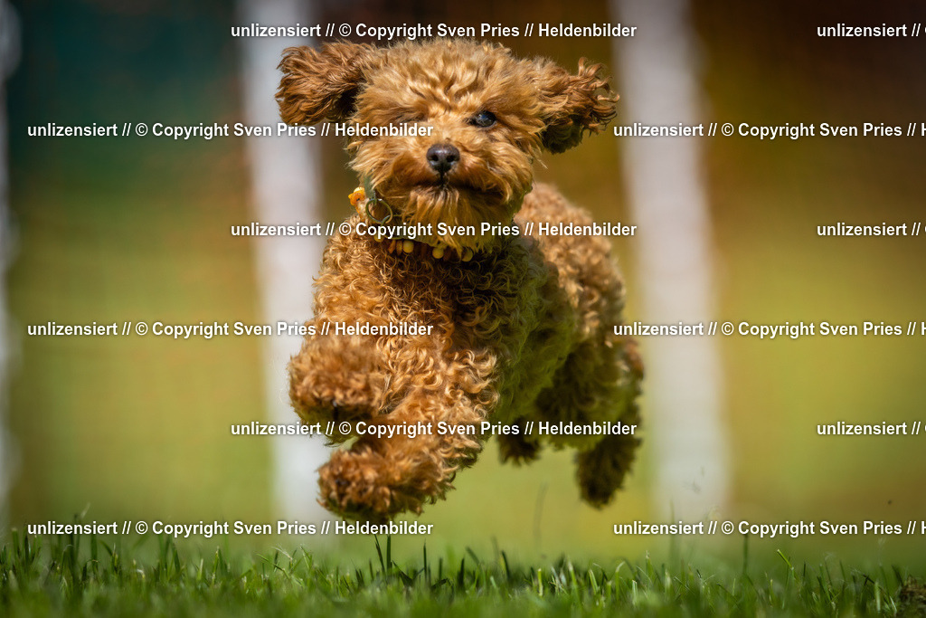 Hunderennen_April_2026_352 | 2026-04-26 - Hunderennen Baden-Oos April 2026 - Realisiert mit Pictrs.com