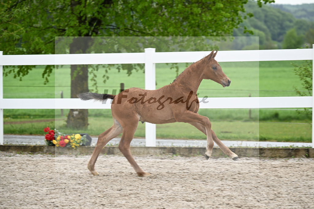 Kat-Nr. 23 HF Chaccos Son x Stolzenberg_Strohmeier_23261501 | hf-fotografie - Realisiert mit Pictrs.com