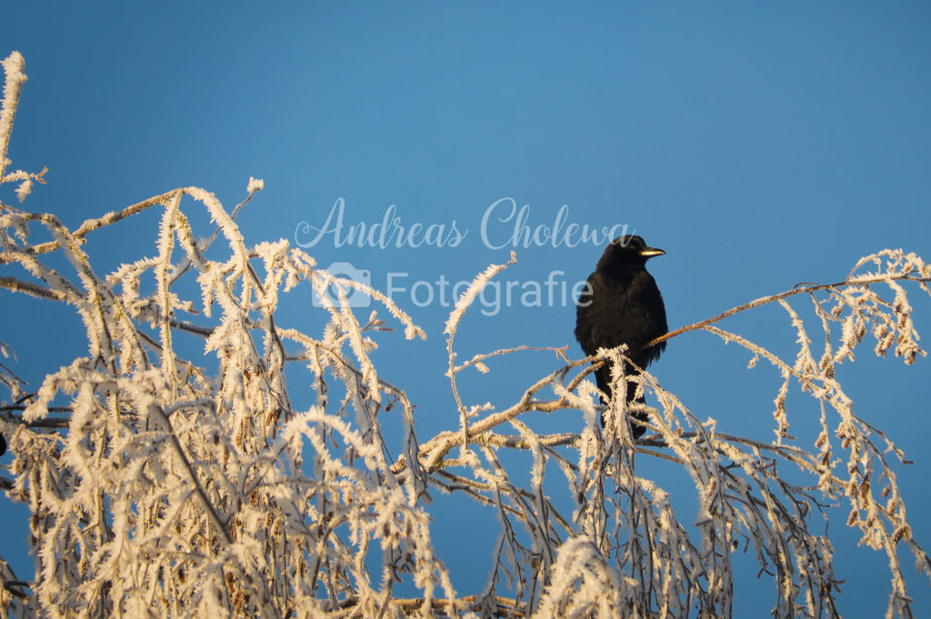 Schwarz auf Weiß | Der Onlineshop für malerische Fotografien aus dem Landkreis Vechta✅ Premium Druck auf Leinwand✅ Acryl✅ oder Alu-Dibond✅➤Jetzt Bestellen! - Realisiert mit Pictrs.com