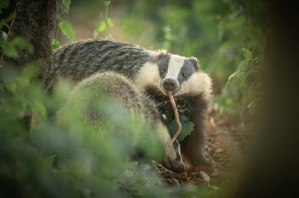 DSC_8737 | Ich bin Fotograf aus Neuburg an der Donau und spezialisiere mich auf Wildlife-Fotografie, Landschaftsaufnahmen und Portraits.Ob Hochzeit, Familienbilder oder Naturaufnahmen – ich fange echte Momente ein, die bleiben. 