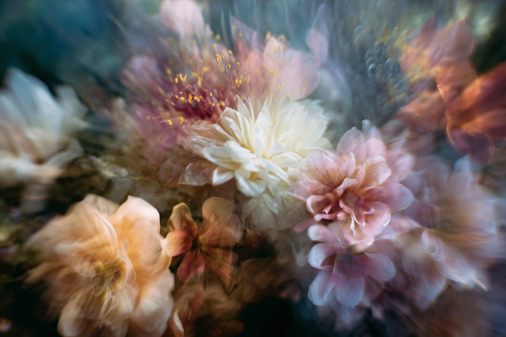 2606005 - Blumenpracht | Blumen im Stil einer kreativen Fotografie