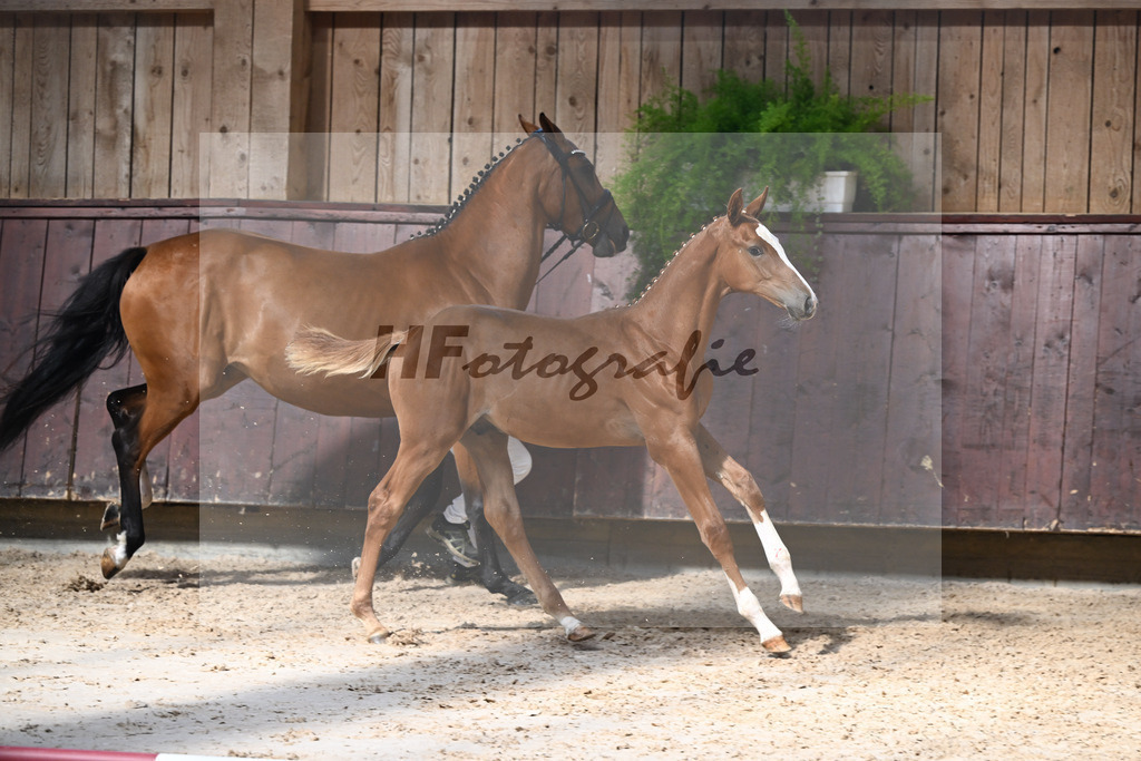 Kat-Nr. 2 Nixon v h Meulenhof x Don VHP Z_HF_Baertschi_25250299 | hf-fotografie - Realizzato con Pictrs.com