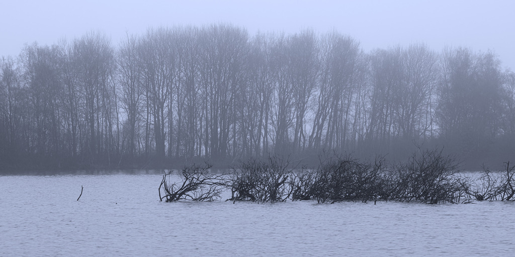 Büsche im See | Büsche ragen an einem trüben, bläulichen Herbsttag aus dem See. Im Hintergrund erhebt sich eine dichte Baumreihe am Seeufer. Ort: Bei Sarzbüttel im Kreis Dithmarschen in Schleswig-Holstein. - Realisiert mit Pictrs.com