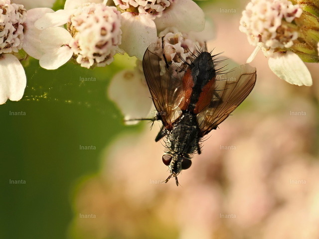 Rotgefleckte Raupenfliege (Eriothrix rufomaculatus) | Die Rotgefleckte Raupenfliege (Eriothrix rufomaculatus) ist eine 9–14 mm große, grau-schwarze Raupenfliege mit auffälligen roten Flecken an den Seiten des Hinterleibs. Sie gehört zur Familie der Tachinidae und parasitiert als Larve in Schmetterlingsraupen. –  – The Red-spotted Tachinid Fly (Eriothrix rufomaculatus) is a 9–14 mm gray-black tachinid fly with striking red spots on the sides of the abdomen. It belongs to the family Tachinidae and its larvae parasitize moth caterpillars. - Realisiert mit Pictrs.com