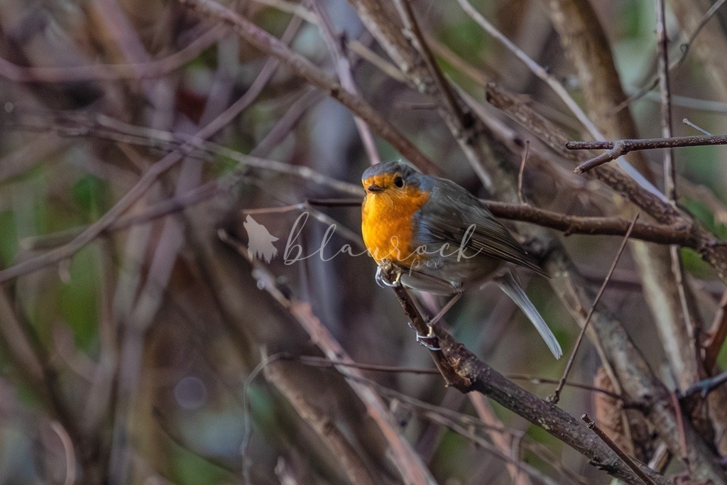 701A7270 | Sportbilder, Sportfotograf, Hochzeits- und Eventfotografin, Flugshows, Portraits und Tiershooting, Aviation, Downhill, Nationalleague, Swissleague, International