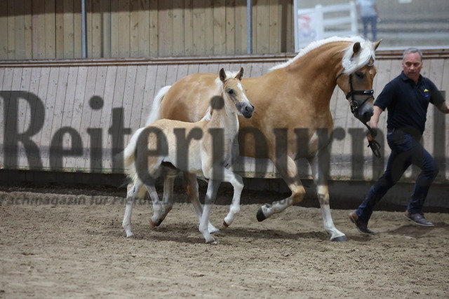 Weilheim_2024_Fohlenprämierung_Kleinpferde_KN_49 (26) | Alle Fotos der Reiterjournal Fotografin Doris Matthaes im Reiterjournal Online-Fotoshop. - Realisiert mit Pictrs.com