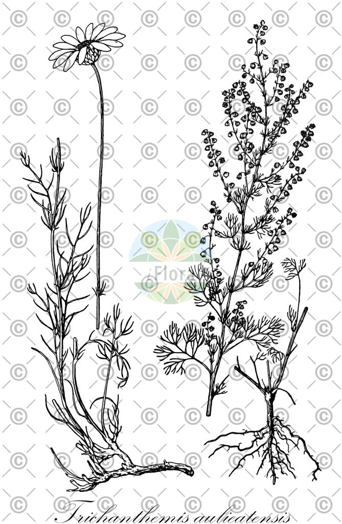 HistAbb_wfo-0000459731_1_ENZY_Simple | Historische Abbildung von Trichanthemis aulieatensis - Asteraceae | Historical Illustration of Trichanthemis aulieatensis - Asteraceae