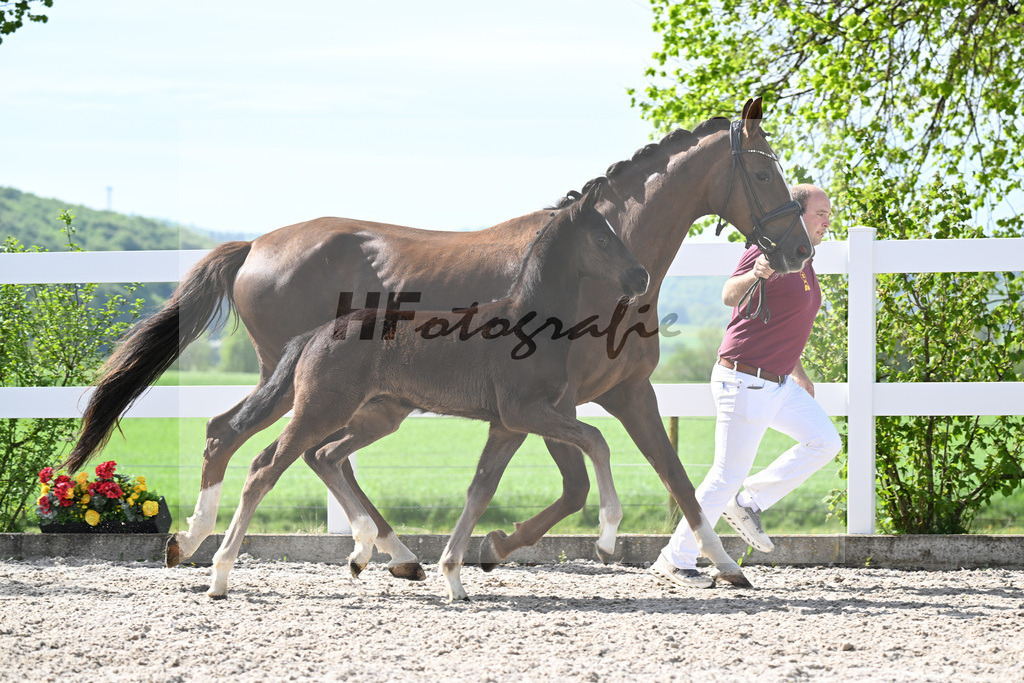 Kat-Nr. 39 HF Sebastino PS x Fuerstano_Heilemann_23260245 | hf-fotografie - Realisiert mit Pictrs.com