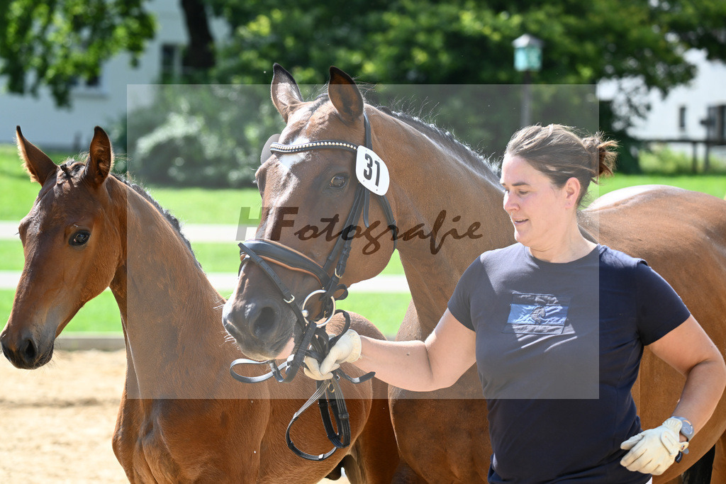 Kat-Nr. 31 Zinedine x Colman_Mattusch-Merk_27140965 | hf-fotografie - Realisiert mit Pictrs.com
