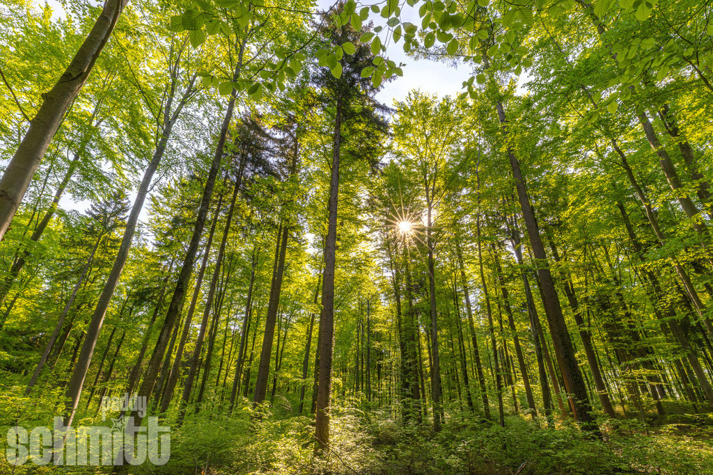 PS-Natur-2026-114 | Entdecke die größte Bildgalerie der Region mit Fotografien aus dem Allgäu, der Bodenseeregion, Oberschwaben, dem Donautal und der Schwäbischen Alb. Landschaften, Luftaufnahmen und Reisefotografie als Wandbild und Fotokunst. - Realisiert mit Pictrs.com