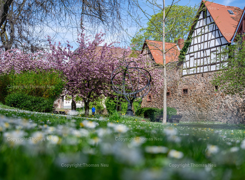 DSC_3804 | Zwingenberg, die älteste Stadt an der Bergstraße,hier der Stadtpark in Frühlingslaune mit blühenden Ziehkirschen, auf der Wiese Gänsebblümchen,  Bild: Thomas Neu