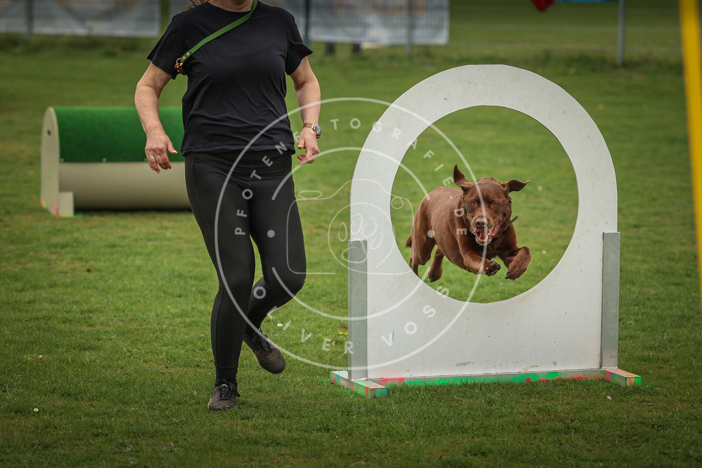 Pfotenfotografie_0L8A1892 | Hundefotografie, Tierfotograf, Pfotenfotografie, Fotoshooting Hund, Hunde Portrait, Hundesport, Hundeportraits, Heideshooting, Hunde, Sportfotograf, Hundefotograf, Turnierhundsport, THS,  - Realisiert mit Pictrs.com