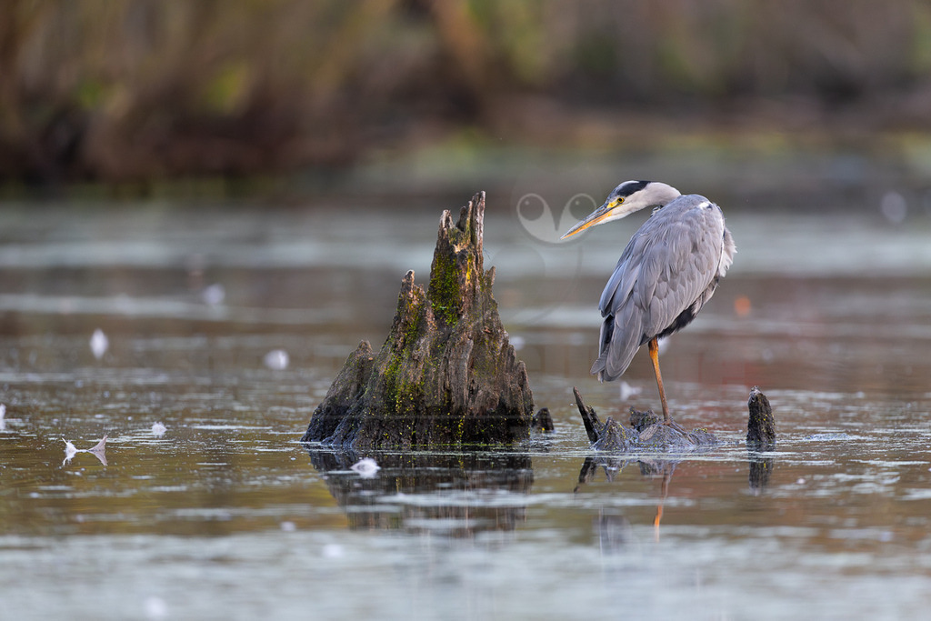 _5NF5162_20250813 | Ein Graureiher (Ardea cinerea) steht auf einem moosbewachsenen Baumstumpf im flachen, trüben Wasser. Der Reiher hat graues Gefieder, einen weißen Kopf mit einem schwarzen Streifen, der sich vom Auge nach hinten zieht, und einen langen, orangefarbenen Schnabel. Seine orangefarbenen Beine sind ebenfalls sichtbar, wobei er auf einem Bein balanciert. Im Hintergrund ist eine unscharfe Ufervegetation in Brauntönen zu erkennen. Das Wasser ist mit einigen hellen Objekten und Algen bedeckt. Der Reiher verweilt ruhig und beobachtet seine Umgebung, möglicherweise auf der Suche nach Beute oder in einer Ruheposition. - Realisiert mit Pictrs.com