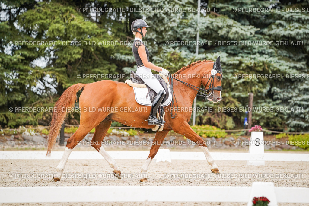 DSC07900 | Pferdegrafie