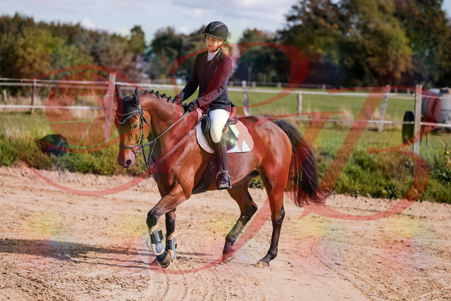 2026_10_03_Siefer-Hof_143553_Z81_05142591 | Professionelle Reitsport-, Turnier- und Eventfotografie von Robert Broda. Galerien mit ausgewählten und bearbeiteten Bildern direkt online ansehen und bestellen.