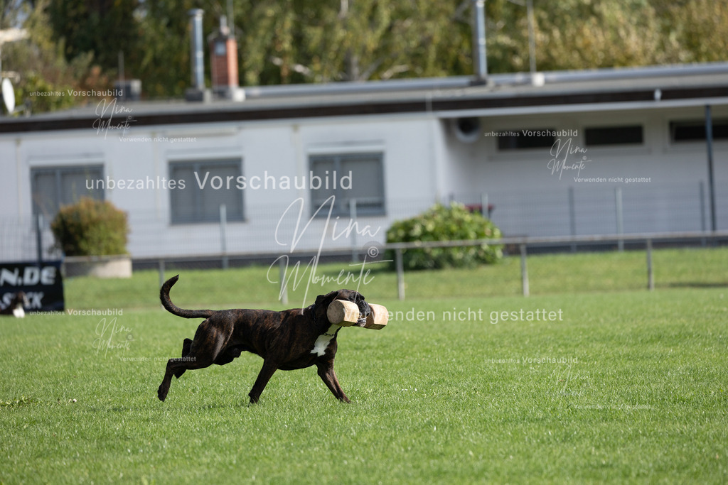 _16A6819 | Einzigartige Fotos von Hunden & Menschen –Actionfotos, Portraits, Vereinsaufnahmen & Paarshootings – authentisch, lebendig & mit Herz.