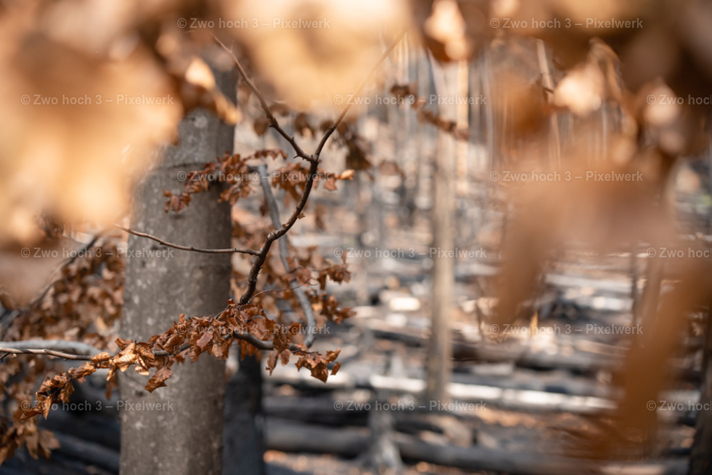 Rosssteig_Nahe_Katzenstein_Waldbrand_Zweig_Laub | 2022-08-30_Waldbrandgebiete_1 - Realisiert mit Pictrs.com