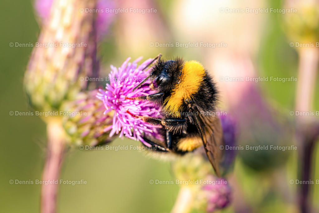 Hummel auf Distel | Entdecken Sie Natur, Makro und Tierfotografie von Dennis Bergfeld.Besondere Momente und Details der Natur, hochwertig als Foto und Wandbild erhältlich. - Realisiert mit Pictrs.com