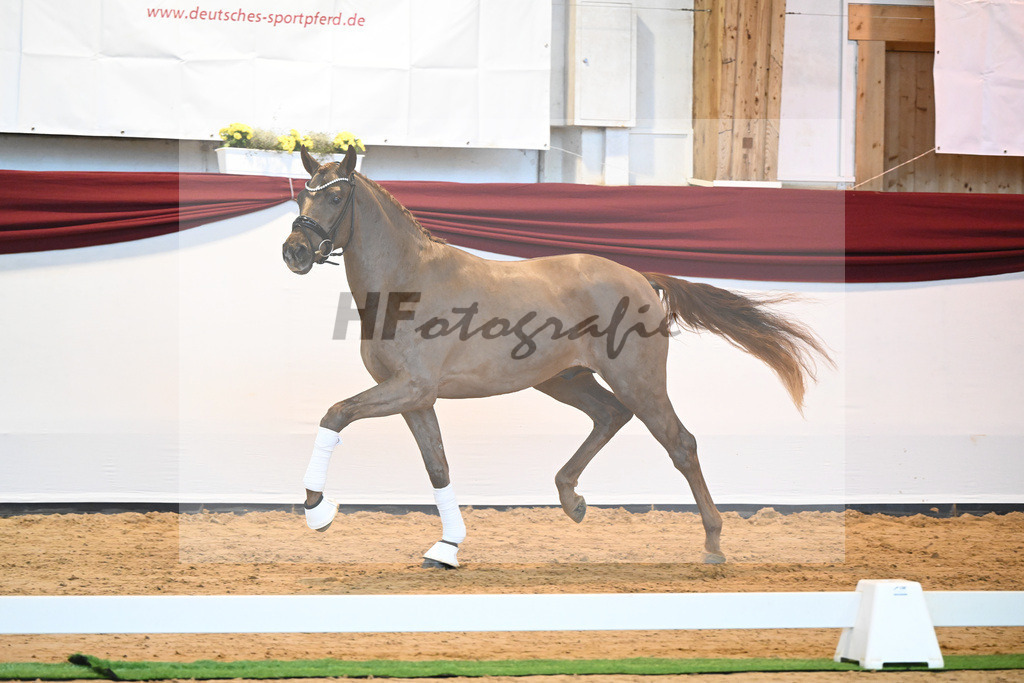 Kat-Nr. 7 v. Bon Courage_Plank_66220077 | hf-fotografie - Realisiert mit Pictrs.com