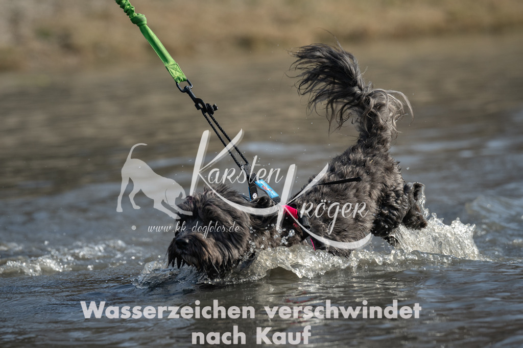 1206_ZZ98181 | kk-dogfotos