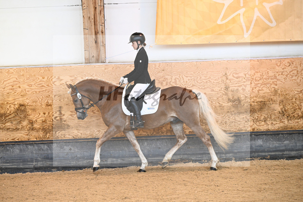 Kat-Nr. 8 Eiswind_Sendig Gestuet Meura_44240236 | hf-fotografie - Realisiert mit Pictrs.com