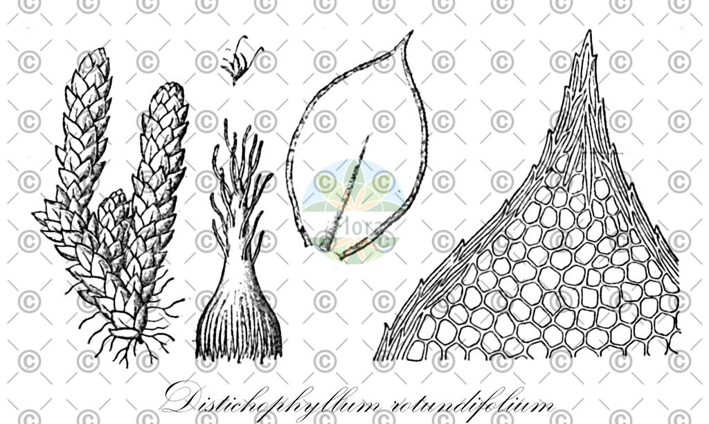 HistAbb_wfo-0000652407_1_ENZY_Simple | Historische Abbildung von Distichophyllum rotundifolium - Daltoniaceae | Historical Illustration of Distichophyllum rotundifolium - Daltoniaceae