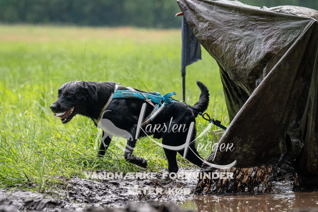 0940_ZZ91299 | kk-dogfotos