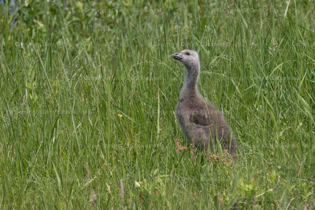 201738 | Tierfotografie, Tierkalender, Tierbilder, Insekten, Spinnen, Vögel, Schmetterling, Libellen, Leinwand, Colorkey, Qualität, Geschenkartikel, Geschenk - Realisiert mit Pictrs.com