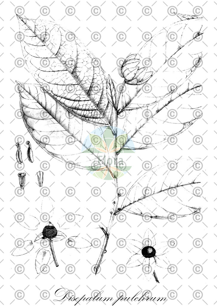 HistAbb_wfo-0000652208_2_ENZY_Simple | Historische Abbildung von Disepalum pulchrum - Annonaceae | Historical Illustration of Disepalum pulchrum - Annonaceae