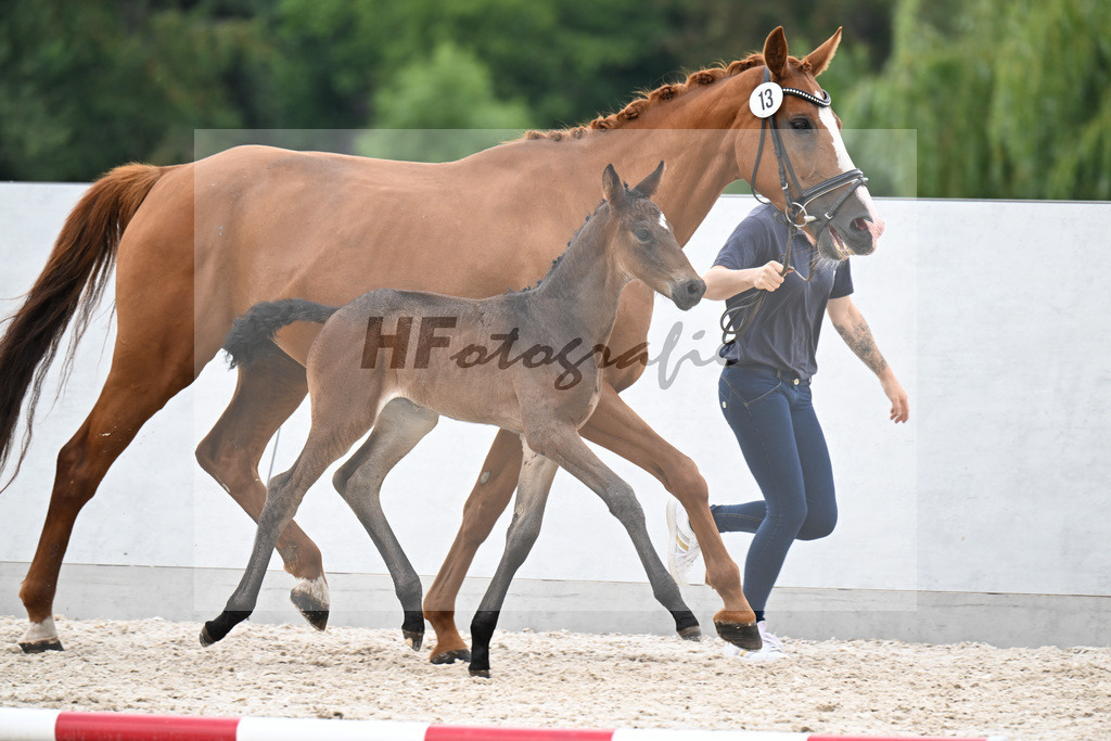 Kat-Nr. 13 Quandador x Dressage Royal_SF_Bergelt_21250749 | hf-fotografie - Realizzato con Pictrs.com