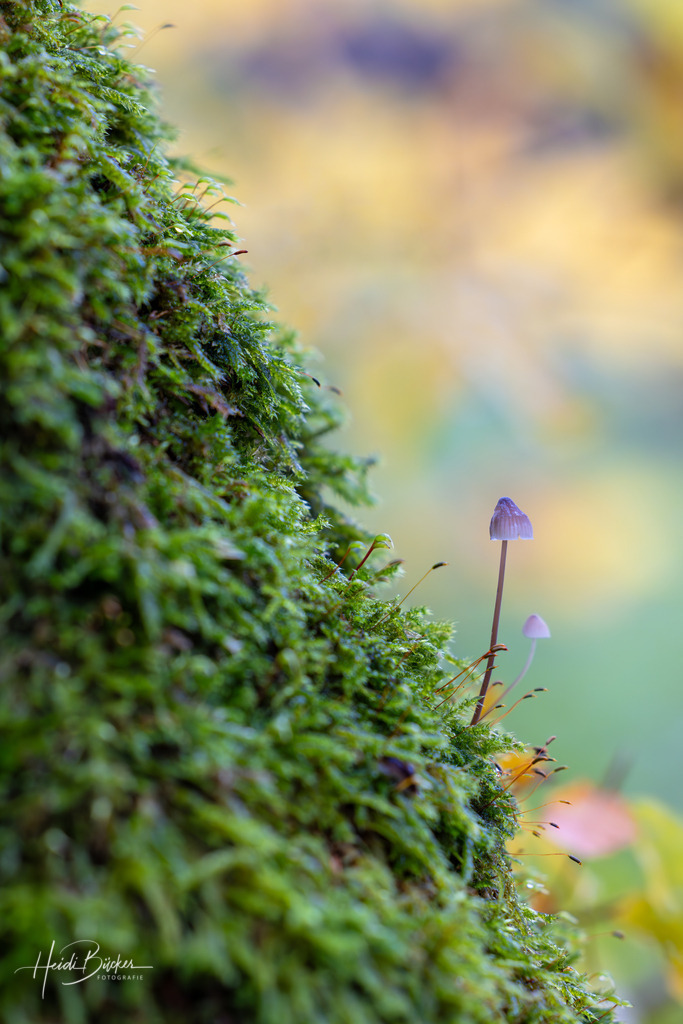 Mini-Pilze an bemoosten Baumstamm | Mini-Pilze an bemoosten Baumstamm - Realisiert mit Pictrs.com