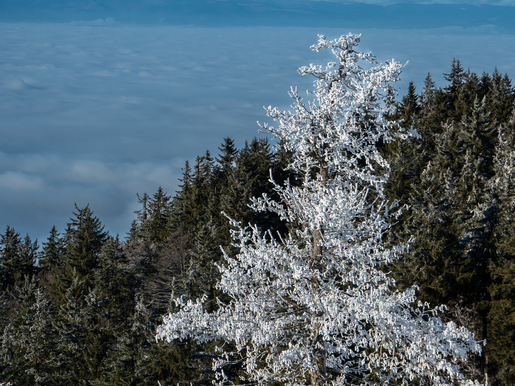 Gefrorener Baum | Schne von einem windigen Tag hat sich an die Äste eines Baumes im Hochschwarzwald angeheftet. - Realisiert mit Pictrs.com