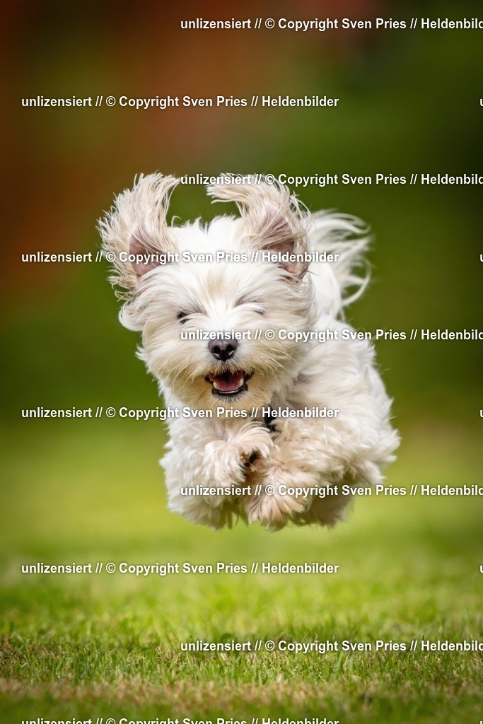 Sven Pries | 2024-09-22 - Hunderennen Baden-BadenPudelverein - Realisiert mit Pictrs.com