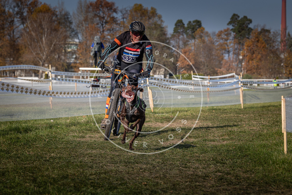 CaniXpix_0L8A7353 | Hundefotografie, Tierfotograf, Pfotenfotografie, Fotoshooting Hund, Hunde Portrait, Hundesport, Hundeportraits, Heideshooting, Hunde, Sportfotograf, Hundefotograf, Turnierhundsport, THS,  - Realisiert mit Pictrs.com