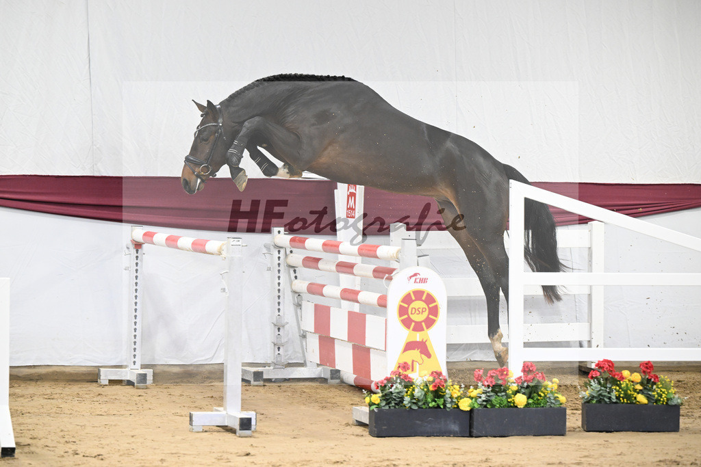 Kat-Nr. 7 Chacoon Blue x Elvis ter Putte_Hansjoerg Harscher_47250108 | hf-fotografie - Realisiert mit Pictrs.com