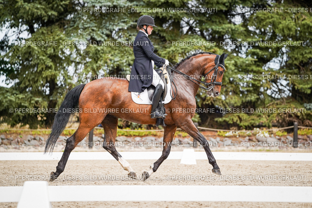 DSC06582 | Pferdegrafie