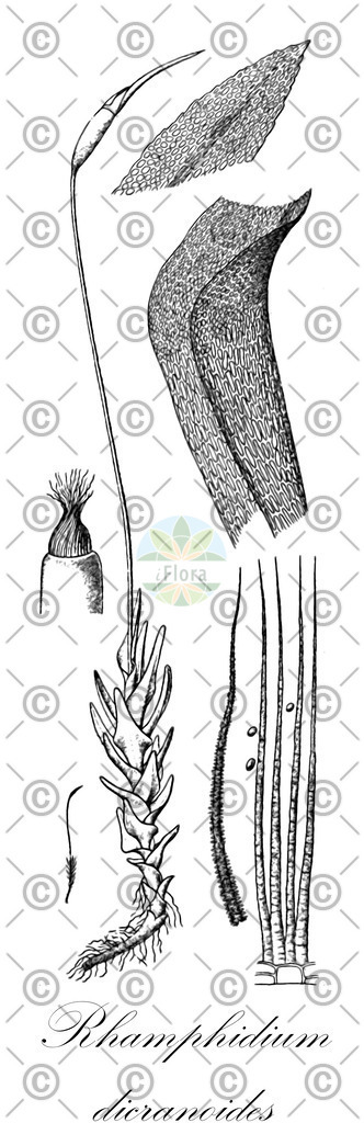 HistAbb_wfo-0000295939_1_ENZY_Simple | Historische Abbildung von Rhamphidium dicranoides - Ditrichaceae | Historical Illustration of Rhamphidium dicranoides - Ditrichaceae