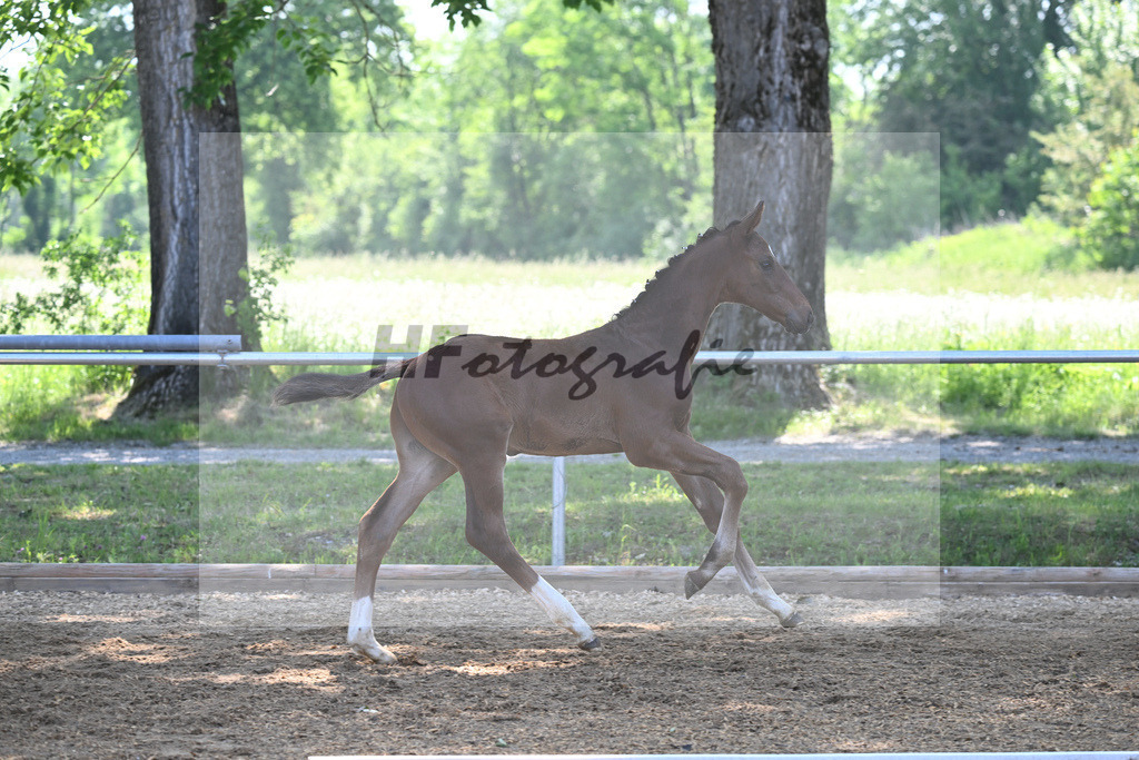 Kat-Nr. 4 HF Vitalos_Schwarz_14230130 | hf-fotografie - Realisiert mit Pictrs.com