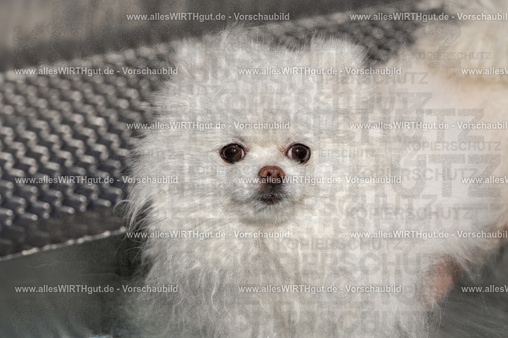 Hundeschwimmen_Volksbad_2026-allesWIRTHgut_Tierfotografie-2609061253-FAY06606 | Professionelle Tierfotografie in Mönchengladbach von Daniel Wirth (allesWIRTHgut). Liebevolle & natürliche Bilder von Hunden & Katzen für unvergessliche Erinnerungen.