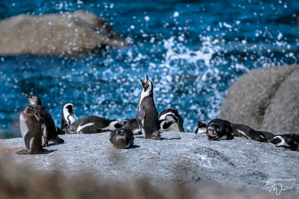 20230928-133601 SOUTHAFRIKA_-6-1 | Herzlich willkommen auf meiner Seite! Ich bin Elke Wallnisch, Deine Fotografin für lichtstarke Momente. Der Name steht für alles, was mich mit der Fotografie verbindet: Das Licht und seine machtvolle Wirkung auf eine Situation oder unsere Stimmung - Realisiert mit Pictrs.com