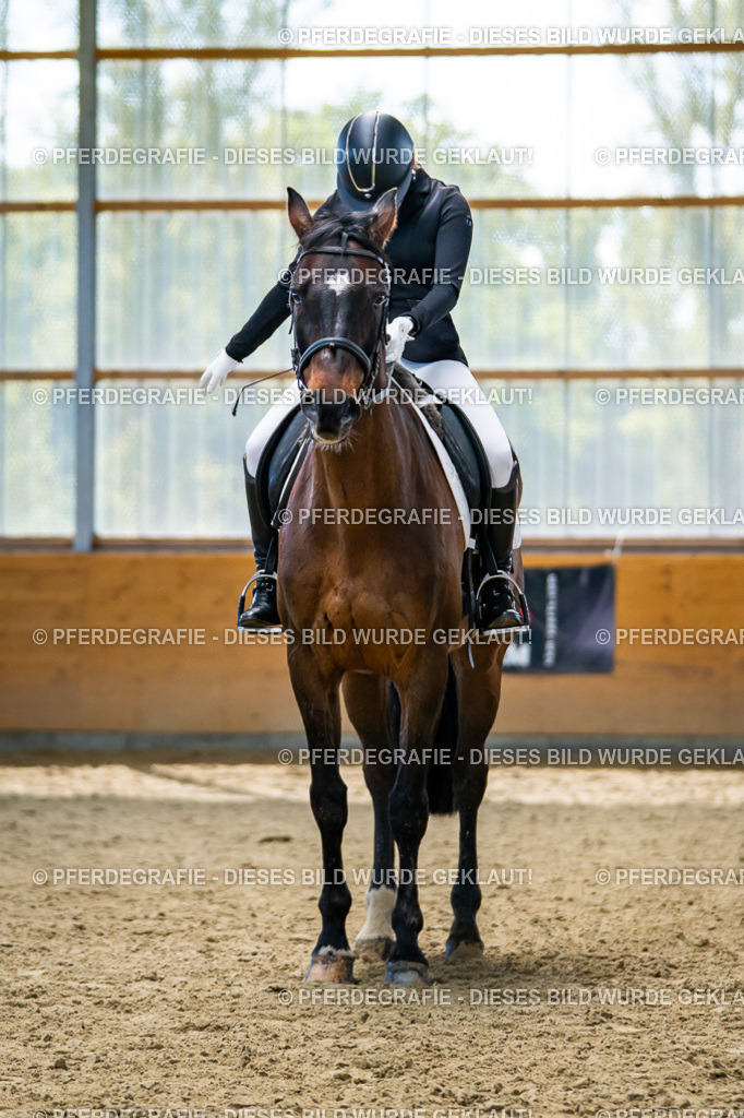 DSC05753 | Pferdegrafie