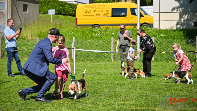 Beagle Club Schweiz  | Beagle Club Schweiz, 45 Jahre in Menziken 2025 Foto: Leo Wyden