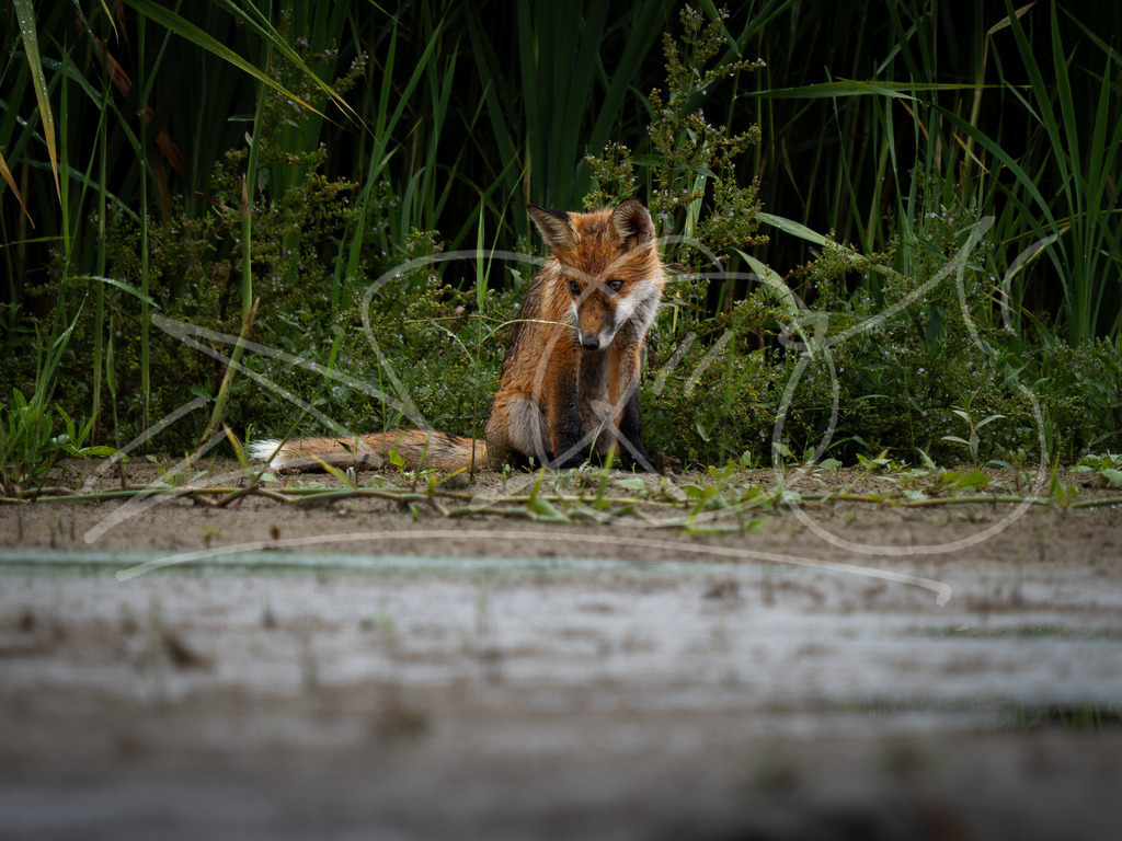P7250400 | Naturschönheiten aus Deutschland. Pflanzen und Tiere, Insekten und Naturschauspiele. Alle schönen Details, die uns umgeben, fotografiert von Michi Moc.  - Realisiert mit Pictrs.com